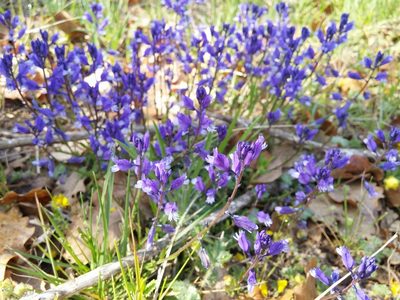 Polygala calcarea, photographed by Mattia Menchetti