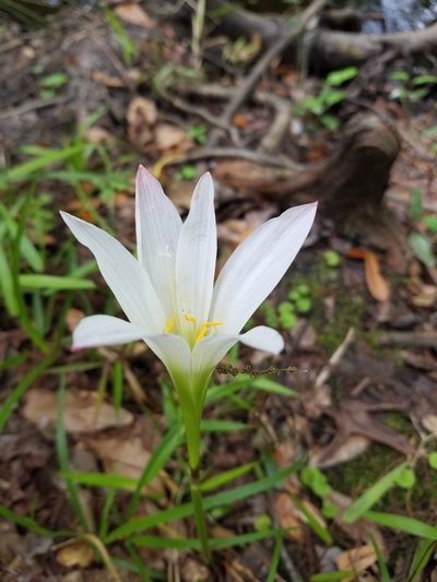 Zephyranthes treatiae, photographed by Scott Ward