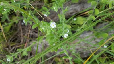 Lithospermum matamorense, photographed by Wes Copas