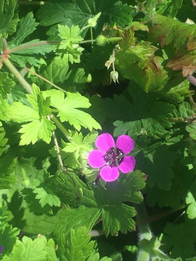 Geranium ocellatum, photographed by Katja Seltmann