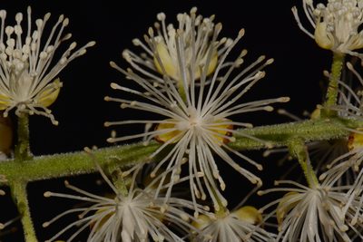 Actaea podocarpa, photographed by Brian Finzel