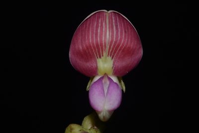 Lackeya multiflora, photographed by Brian Finzel