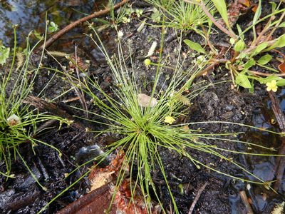Isolepis setacea, photographed by Duarte Frade