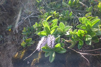 Veronica obtusata, photographed by marc-nz