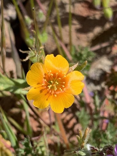 Mentzelia veatchiana, photographed by Leah Gardner