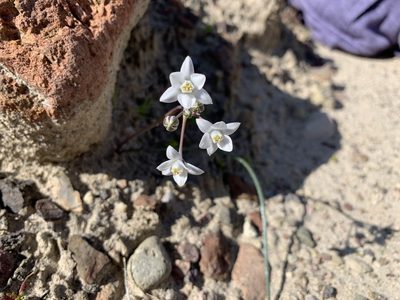 Muilla coronata, photographed by Leah Gardner
