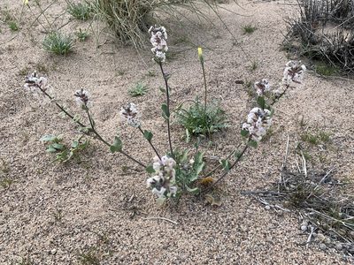 Dithyrea californica, photographed by Leah Gardner