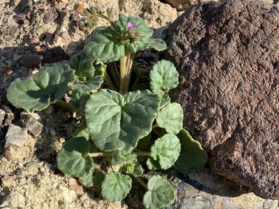 Phacelia pachyphylla, photographed by Leah Gardner