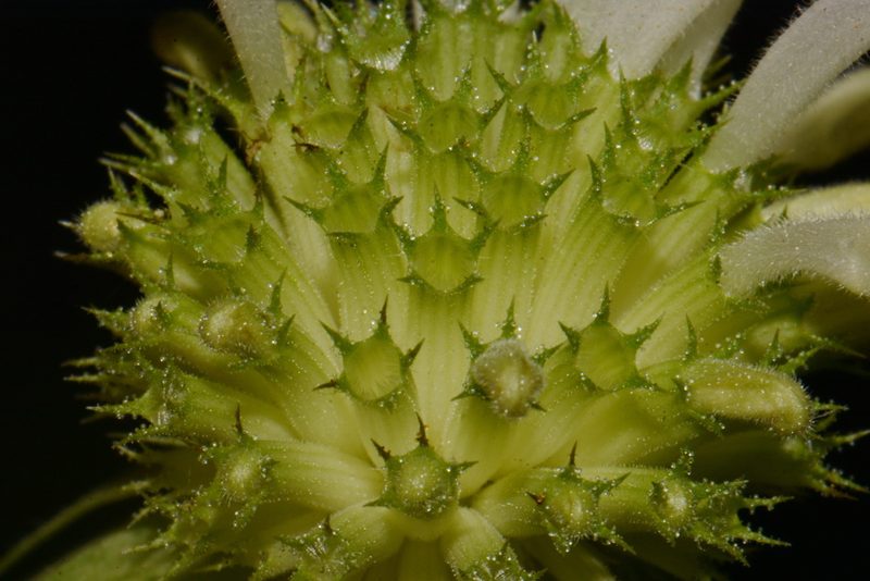 Monarda austroappalachiana, photographed by Brian Finzel