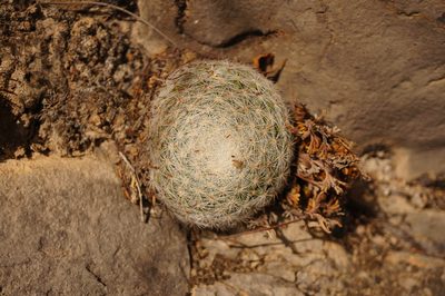 Mammillaria candida, photographed by Ana Millán