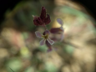 Streptanthus hispidus, photographed by Nick Doty