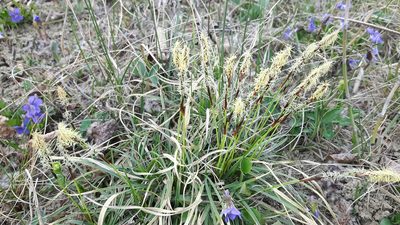 Carex richardsonii, photographed by tonyblake