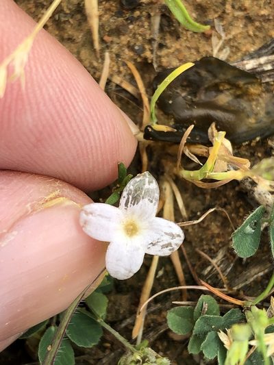 Houstonia rosea, photographed by Sam Kieschnick