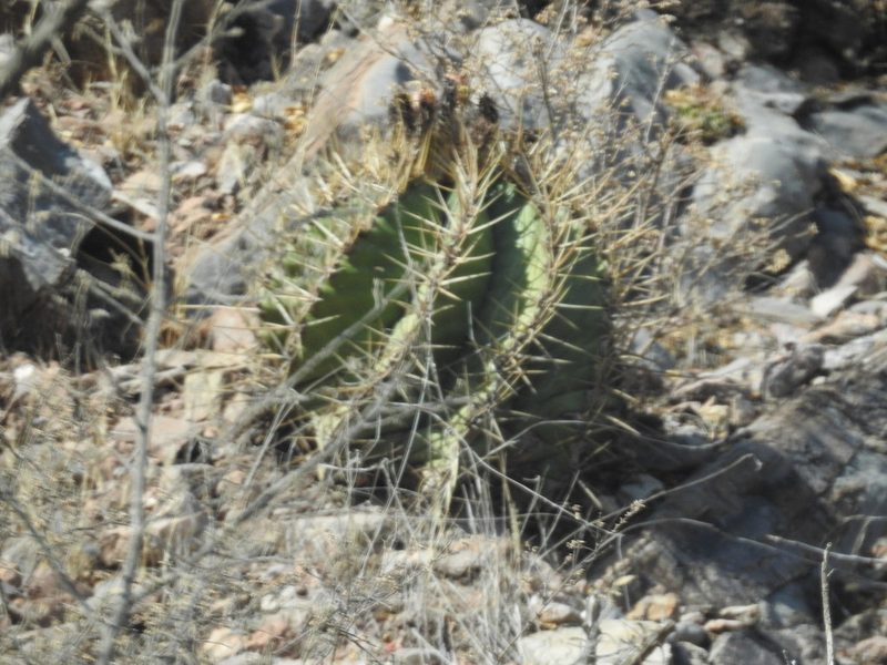 Astrophytum ornatum, photographed by Sandino Guerrero