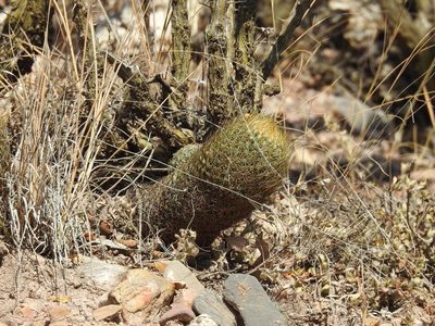 Coryphantha erecta, photographed by Sandino Guerrero