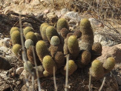 Coryphantha erecta, photographed by Sandino Guerrero