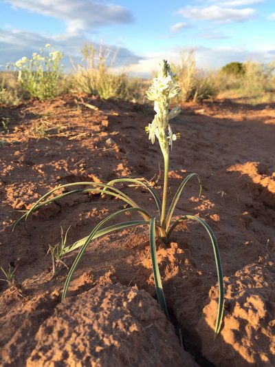 Eremocrinum albomarginatum, photographed by Robbie Hannawacker