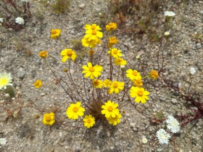 Coreopsis californica, photographed by Jonathan Vaughn