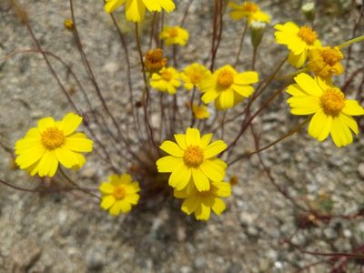 Coreopsis californica, photographed by Jonathan Vaughn