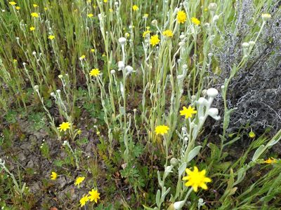 Monolopia stricta, photographed by Jonathan Vaughn