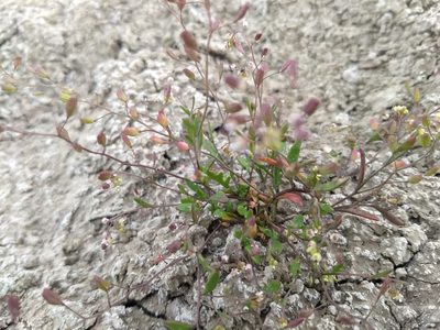 Lepidium jaredii, photographed by Jonathan Vaughn