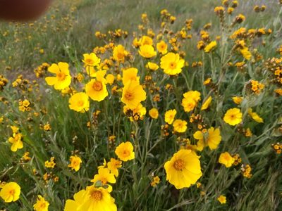 Coreopsis calliopsidea, photographed by Jonathan Vaughn