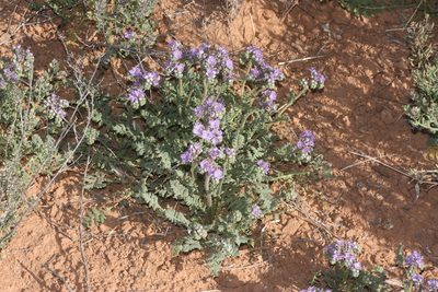 Phacelia popei, photographed by Andrew Meeds