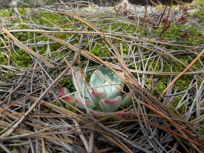 Echeveria chihuahuaensis, photographed by Alejandro Sigala Chávez