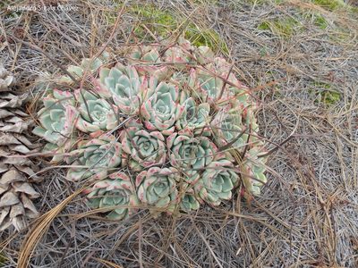 Echeveria chihuahuaensis, photographed by Alejandro Sigala Chávez