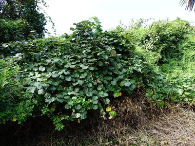 Actinidia chinensis, photographed by Jacqui Geux