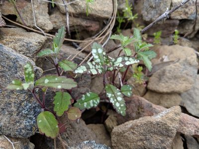 Collinsia tinctoria, photographed by Ken-ichi Ueda