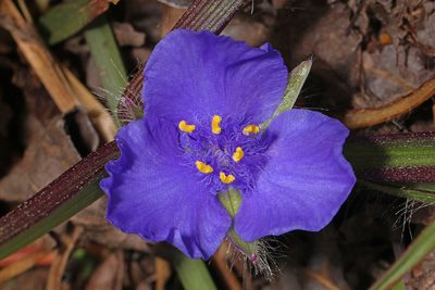 Tradescantia hirsutiflora, photographed by Judy Gallagher