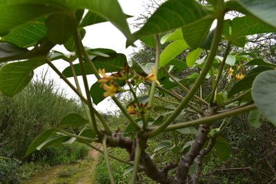 Jatropha macrocarpa, photographed by Étienne Lacroix-Carignan