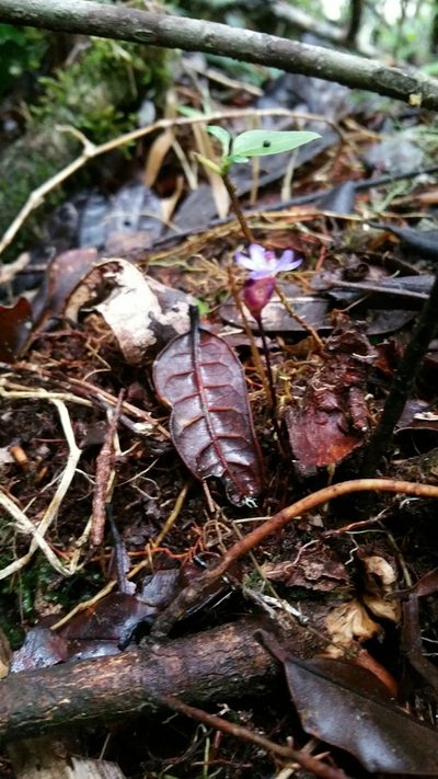 Geosiris aphylla, photographed by Stuart Cable