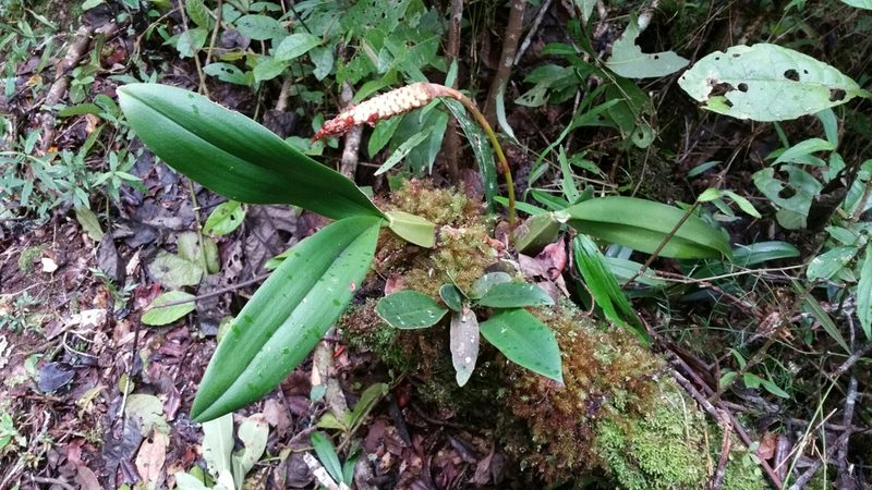 Bulbophyllum coriophorum, photographed by Stuart Cable