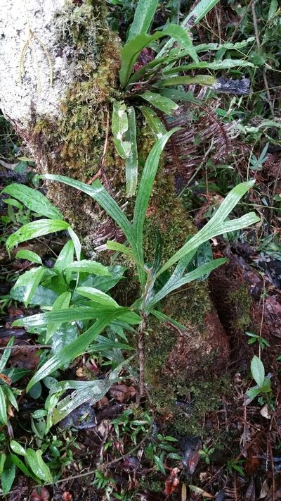 Dilobeia thouarsii, photographed by Stuart Cable