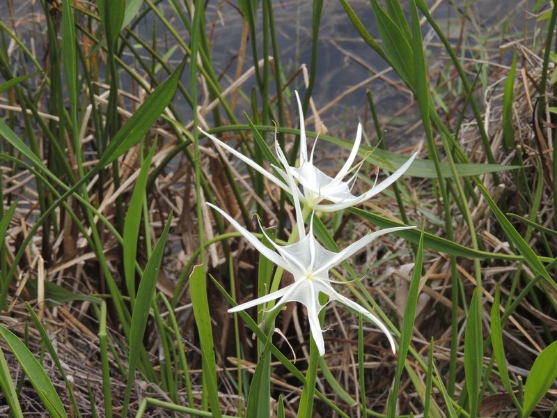 Hymenocallis tridentata, photographed by Patrick Jackson