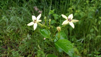 Mussaenda arcuata, photographed by Stuart Cable