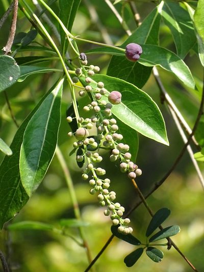 Akebia longeracemosa, photographed by 葉子