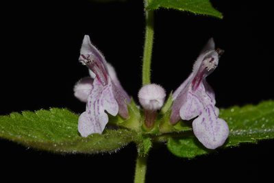 Stachys alabamica, photographed by Brian Finzel