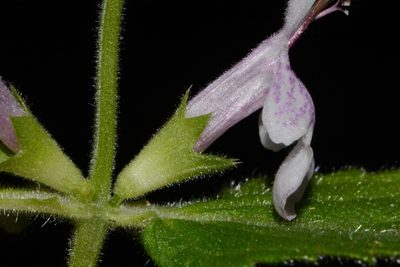 Stachys alabamica, photographed by Brian Finzel