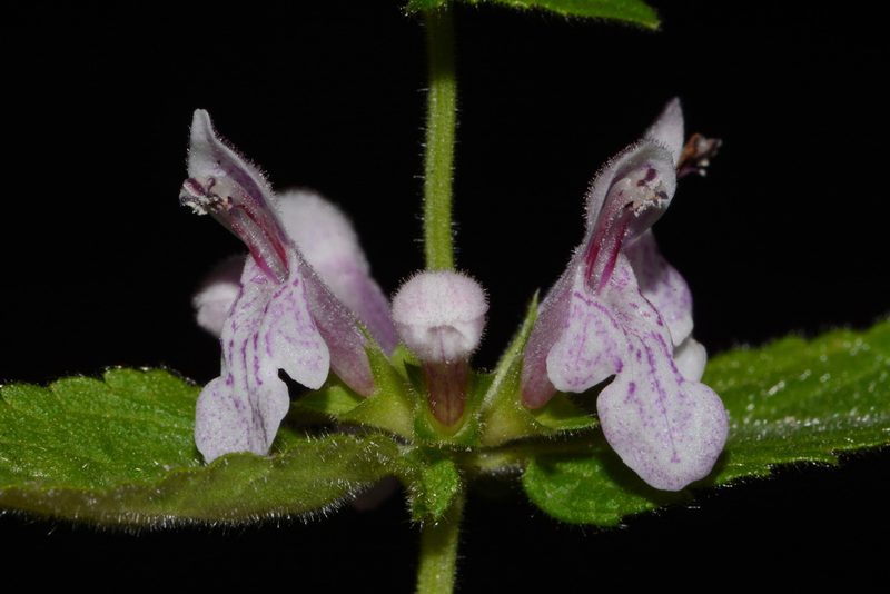 Stachys alabamica, photographed by Brian Finzel