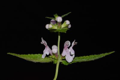 Stachys alabamica, photographed by Brian Finzel