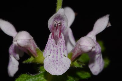 Stachys alabamica, photographed by Brian Finzel