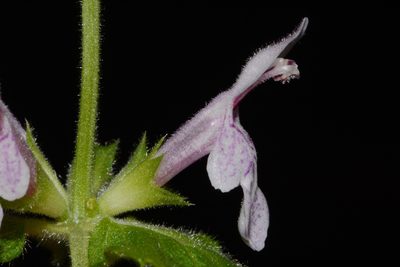 Stachys alabamica, photographed by Brian Finzel