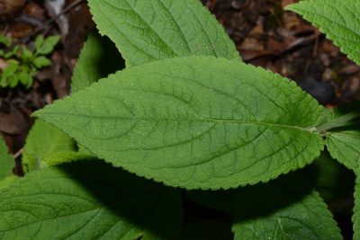 Stachys alabamica, photographed by Brian Finzel