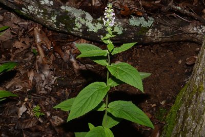 Stachys alabamica, photographed by Brian Finzel