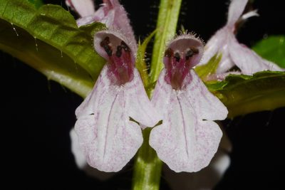 Stachys appalachiana, photographed by Brian Finzel