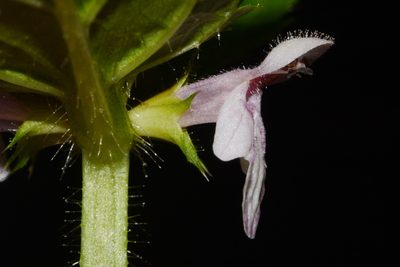 Stachys appalachiana, photographed by Brian Finzel