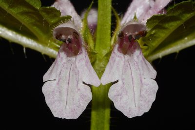 Stachys appalachiana, photographed by Brian Finzel